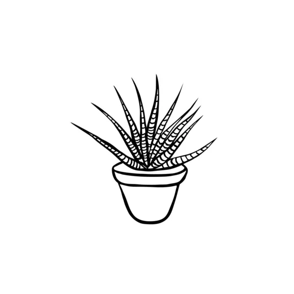 Dessiné Haworthia Pot Isolé Sur Fond Blanc — Image vectorielle