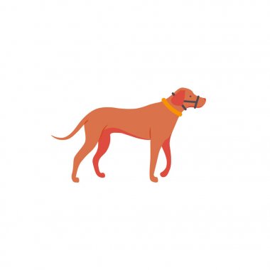 Rodezya ridgeback beyaz zemin üzerine izole