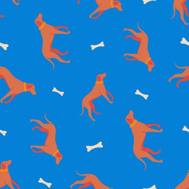 Mavi arka planda rhodesian Ridgebacks