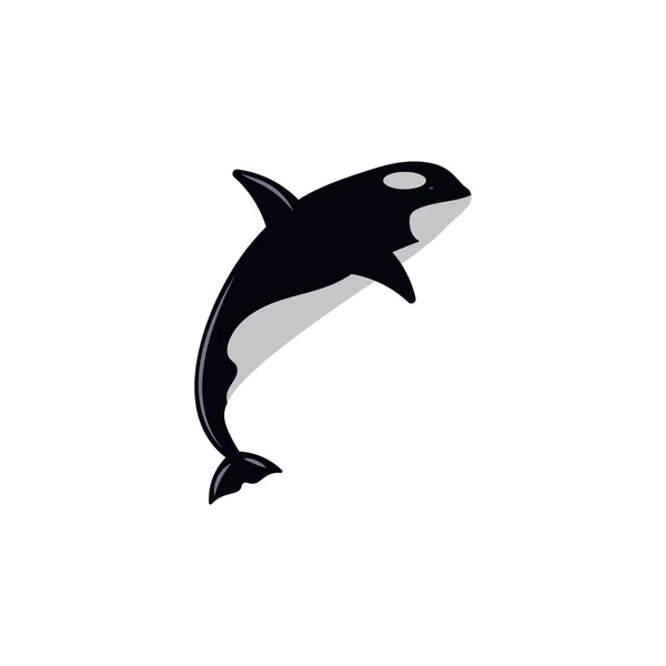 Baleia Assassina Isolada Fundo Branco — Vetor de Stock