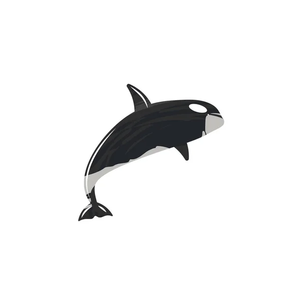 在白色背景上孤立的虎鲸 — 图库矢量图片