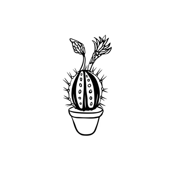 Notocactus Dibujado Maceta Aislado Sobre Fondo Blanco — Archivo Imágenes Vectoriales