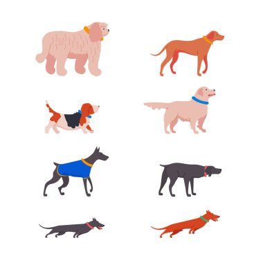 Köpekler beyaz arka planda izole set