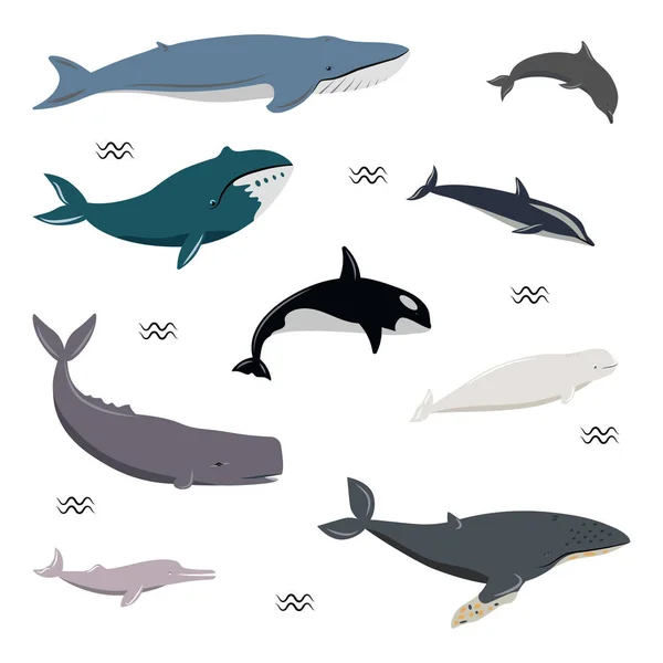 Drawn Whales Isolated White Background — Stock Vector