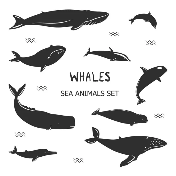 Narysowane Wieloryby Białym Tle — Wektor stockowy