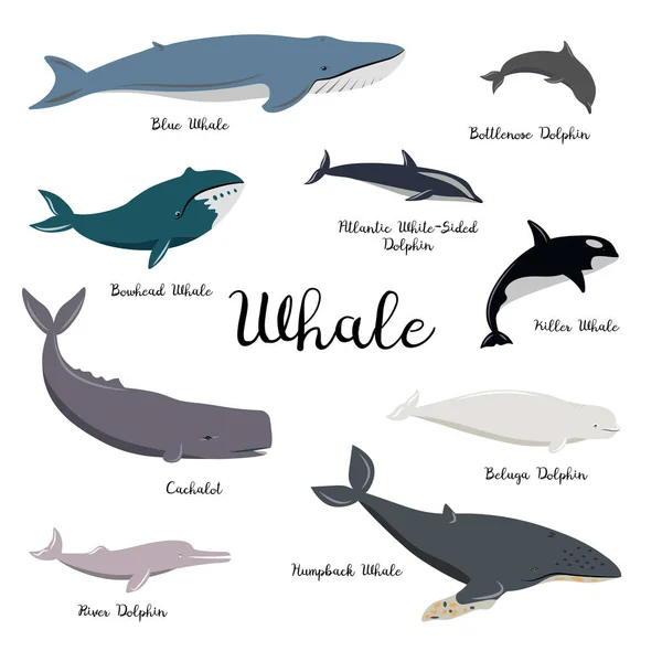 Baleias Desenhadas Isoladas Sobre Fundo Branco —  Vetores de Stock