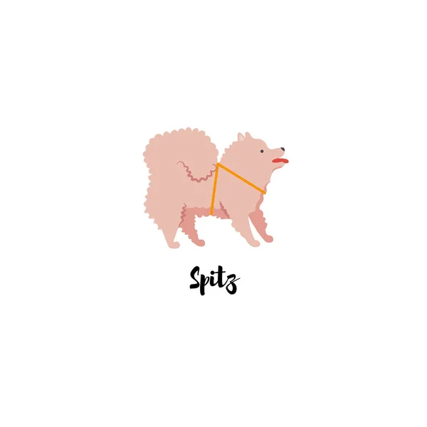 Spitz Hond Geïsoleerd Witte Achtergrond — Stockvector