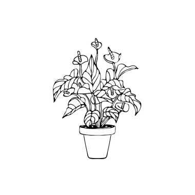 beyaz arka plan üzerinde izole edilmiş saksı antoryum çizilmiş