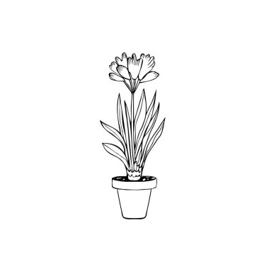 beyaz arka plan üzerinde izole çizilmiş saksı clivia bitki
