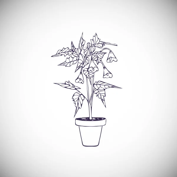 Dessiné Pot Abutilon Isolé Sur Fond Blanc — Image vectorielle