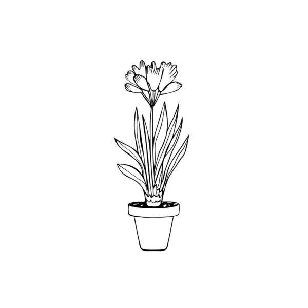 Disegnato Pianta Clivia Vaso Isolato Sfondo Bianco — Vettoriale Stock