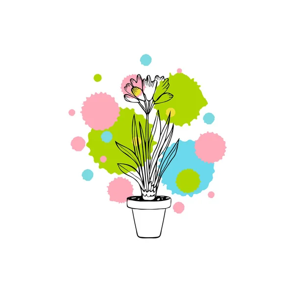 白い背景に隔離された鉢植えのクリビア植物を描く — ストックベクタ