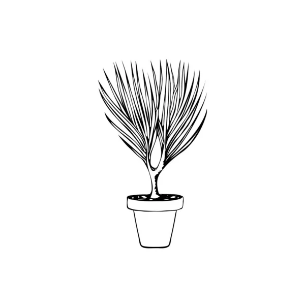 白い背景に隔離されたポットドラカエナ植物を描いた — ストックベクタ