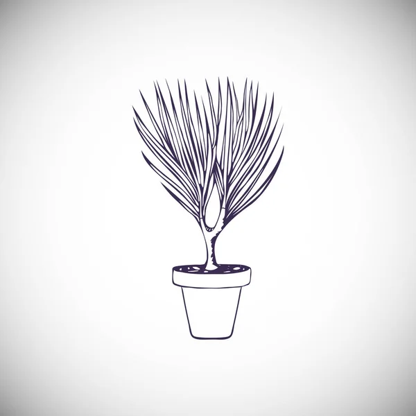 白い背景に隔離されたポットドラカエナ植物を描いた — ストックベクタ