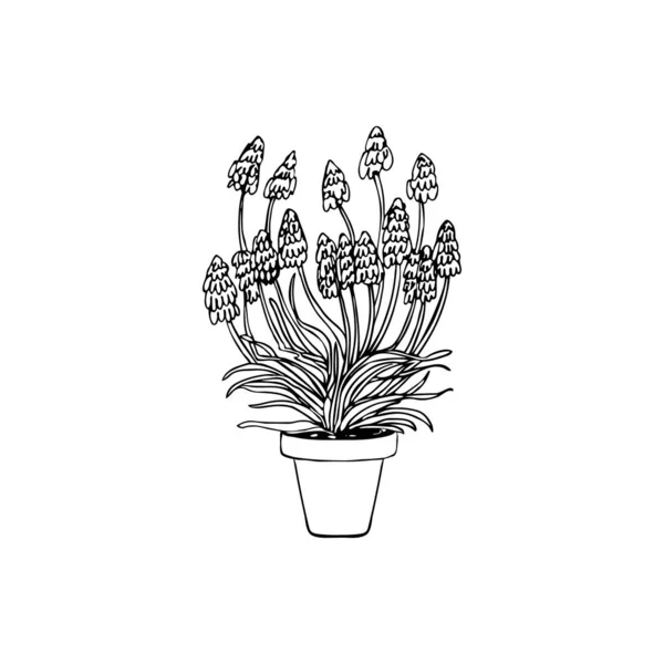 白い背景に隔離された鉢植えのムスカリ植物を描く — ストックベクタ