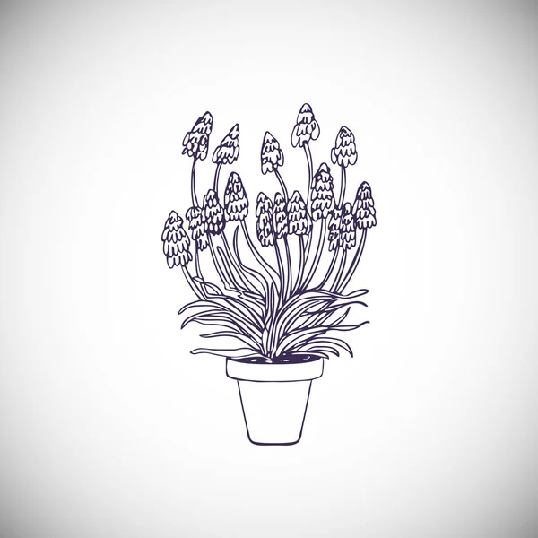 白い背景に隔離された鉢植えのムスカリ植物を描く — ストックベクタ