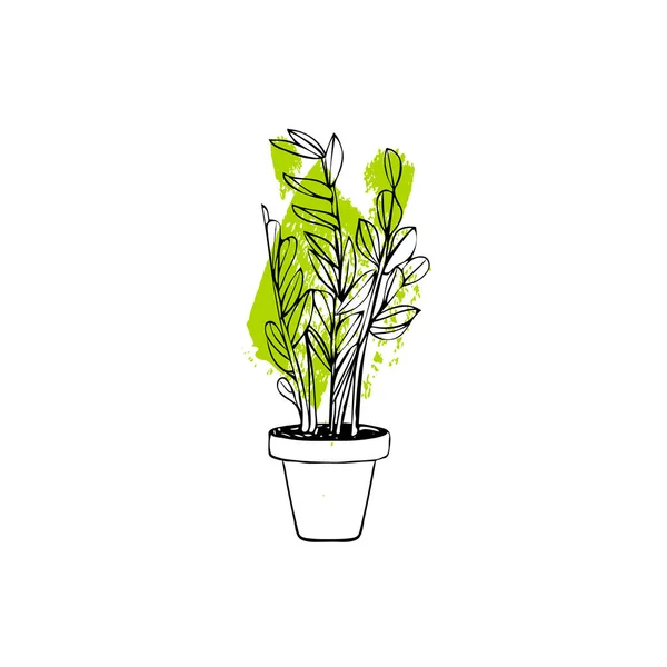 白い背景に隔離された鉢植えのザミオカルカス植物を描いた — ストックベクタ