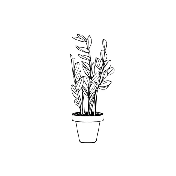 白い背景に隔離された鉢植えのザミオカルカス植物を描いた — ストックベクタ