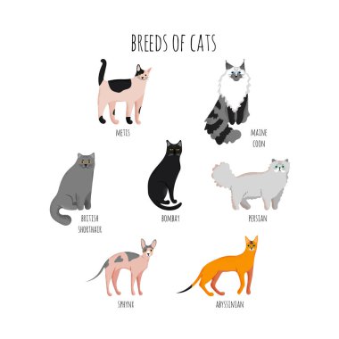 beyaz arka planda izole kedi ırkları