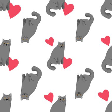 İngiliz shorthair kediler beyaz arka plan üzerinde izole