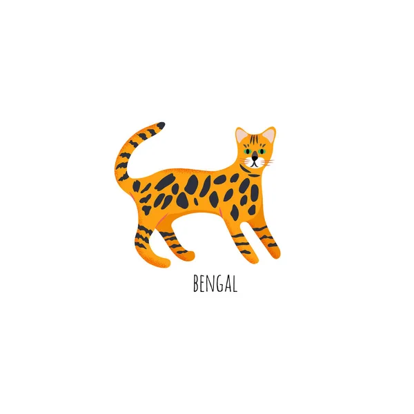 Бенгальский Кот Изолирован Белом Фоне — стоковый вектор