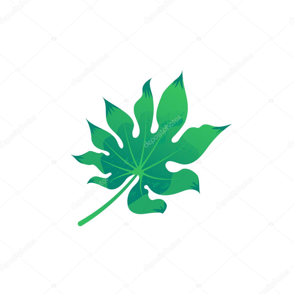 aralia leaf isolated on white background