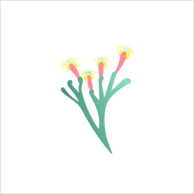 Cinchona dalı beyaz arka plan üzerinde izole