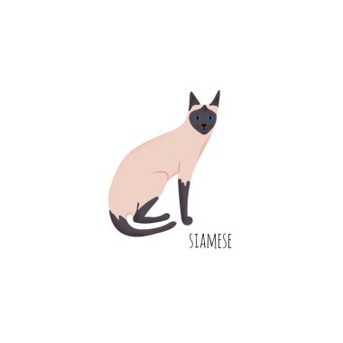 Beyaz arka planda izole edilmiş siyam kedisi