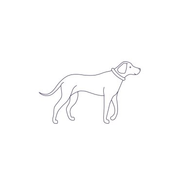 beyaz arka plan üzerinde izole bir köpek