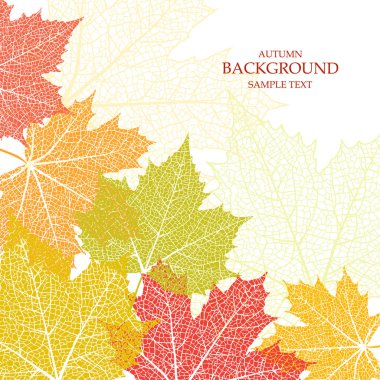 Sonbahar arka plan ve bir akçaağaç yaprakları