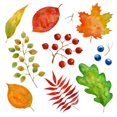 Dizi suluboya yaprakları ve meyveleri, boya doku