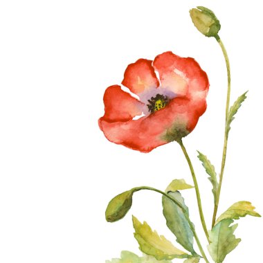 Haşhaş ile suluboya tebrik kartı. El çiçek arka plan boyalı. Botanik kartı şablonu. Çerçeve. Doğa çizim 