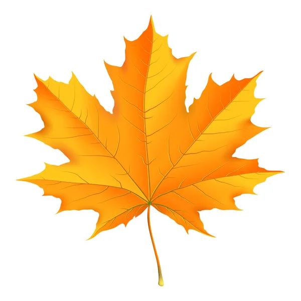 Podzimní Javorový List — Stockový vektor