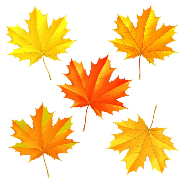 Набор Текстурных Осенних Листьев Клена — стоковый вектор