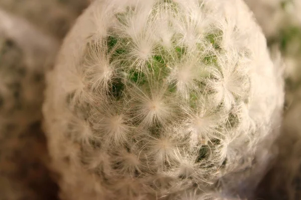 Home cactus with white fluffy needles