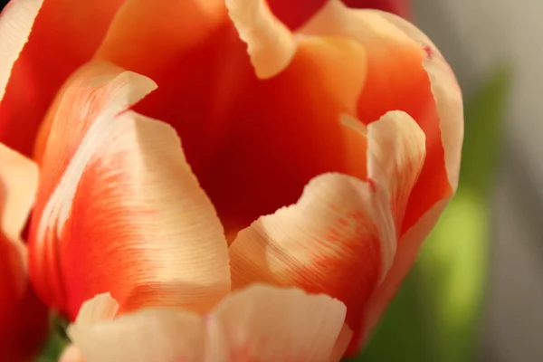 Rote Tulpenblüte Mit Grünen Blättern — Stockfoto