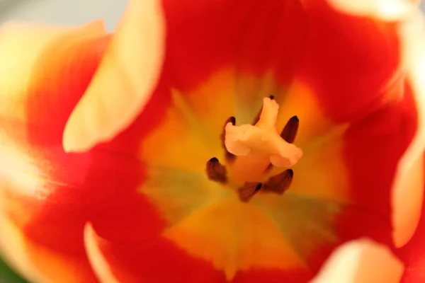 Flor Roja Tulipán Macro Fotografía — Foto de Stock