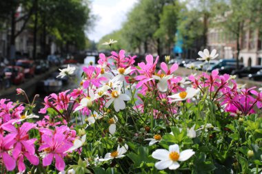 Amsterdam kanal görüntüsü çiçekler aracılığıyla