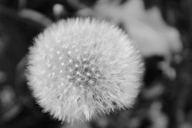 Bir karahindibanın siyah beyaz fotoğrafı