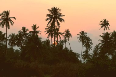 Palm ağaçlar güneş seti