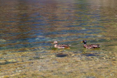  Mead, Arizona 'da berrak suda yüzen vahşi ördekler.