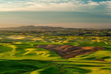 Palouse Hills, Washington, ABD 'deki ekin tarlalarının üzerindeki güneş ışığı.