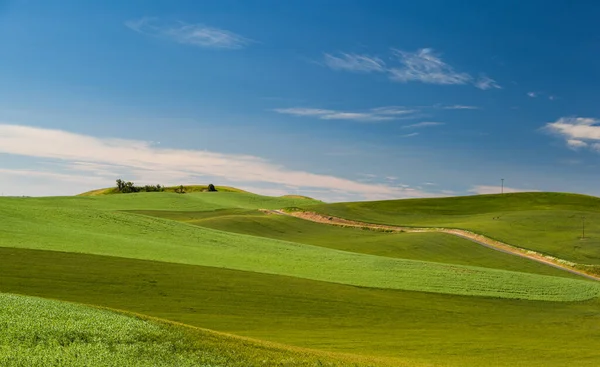 Agricultural Wheat Field Rural Area Washington State — Stock Photo, Image