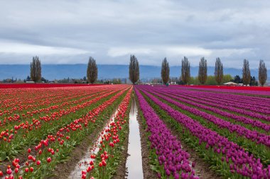 Baharda renkli mor ve kırmızı lale tarlası