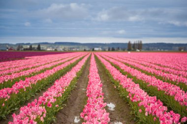 Güzel pembe lale tarlası