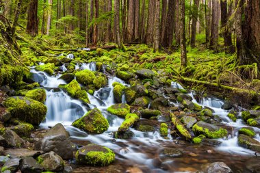 Olimpiyat ulusal parkında çağlayan şelale, WA, ABD