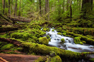 Sol Duc 'ta çağlayan şelale izleri, Olimpiyat ulusal parkı, WA, ABD