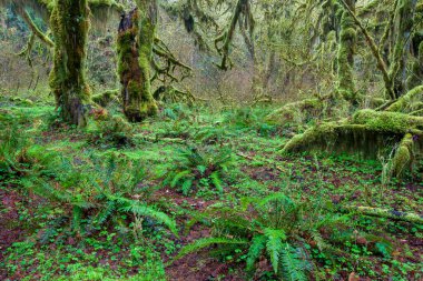 Olimpiyat Ulusal Parkı 'nda yeşil liken ve fren ile kaplanmış ağaç