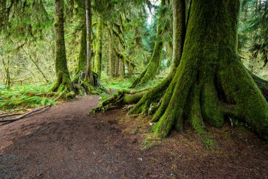 Olimpiyat Ulusal Parkı 'nda Ağaçlar