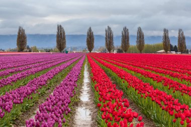 Baharda renkli mor ve kırmızı lale tarlası
